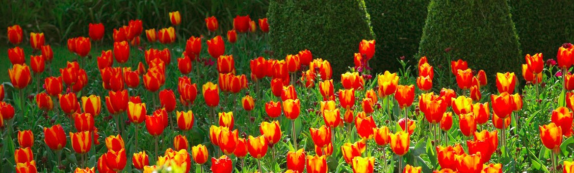0197 tulipes